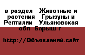  в раздел : Животные и растения » Грызуны и Рептилии . Ульяновская обл.,Барыш г.